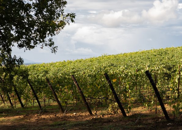 le rogaie, maremma, the italians, naturální vína