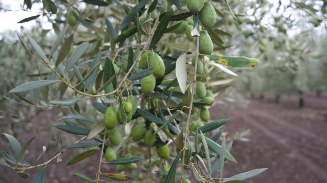 olivy bella di cerignola, fratepietro, puglia