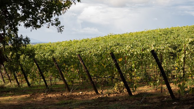 le rogaie, maremma, the italians, naturální vína