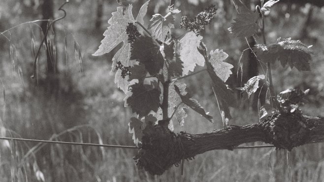 Tenuta Le Calcinaie