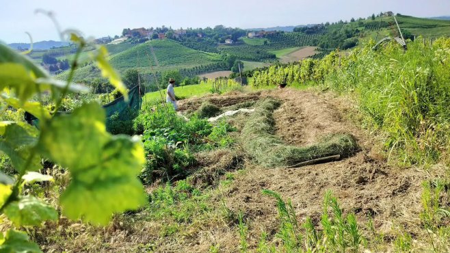 gonella, naturální vína, piemonte, the italians