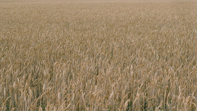 field, grain, abruzzo