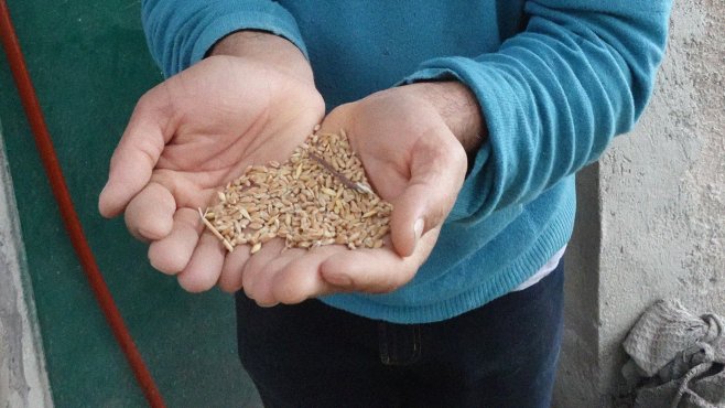 Tularu, wheat, non-modified wheat, rye, Lazio